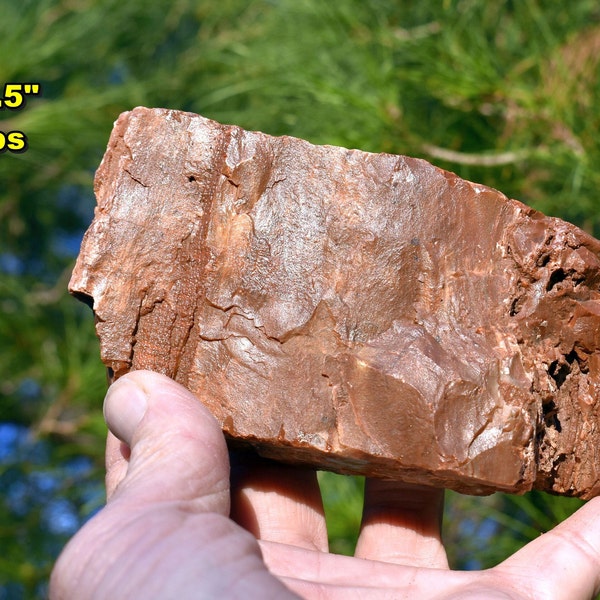 PETRIFIED WOOD Fossil Specimens * Choice of 10 Large Natural Colorful Fossil Rough Stones * from Holbrook, Arizona