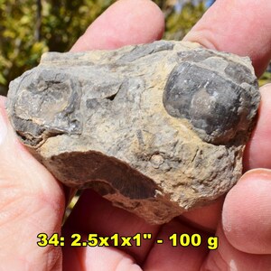 May include: A fossil specimen with a rough, textured surface. The fossil is primarily gray and tan, with darker, rounded shapes embedded within. The dimensions are approximately 2.5 x 1 x 1 inches and weighs 100 grams.