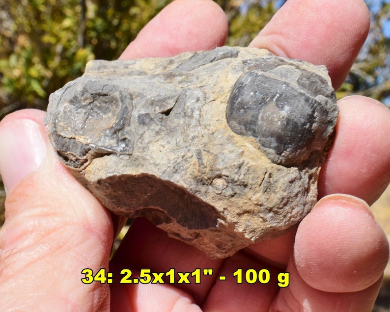 May include: A fossil specimen with a rough, textured surface. The fossil is primarily gray and tan, with darker, rounded shapes embedded within. The dimensions are approximately 2.5 x 1 x 1 inches and weighs 100 grams.