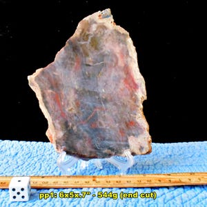 May include: A polished slab of petrified wood featuring a mottled pattern of red, gray, and tan colors. The specimen is displayed on a clear stand next to a wooden ruler and a die, with text indicating dimensions of 6x5x.7 inches and 544 grams.
