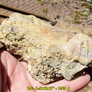 May include: A fossil held in a hand, showcasing a beige and tan color palette. The fossil is roughly 4.5 x 2 x 2 inches and weighs 355 grams. The surface has a rough, textured appearance with visible shell fragments.
