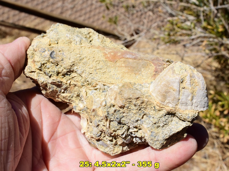 May include: A fossil held in a hand, showcasing a beige and tan color palette. The fossil is roughly 4.5 x 2 x 2 inches and weighs 355 grams. The surface has a rough, textured appearance with visible shell fragments.