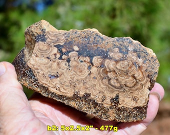 STROMATOLITE Fossils:  Cut to Show Waves Bands * Choice of 16 * 14+ MYO, Barstow Formation, California