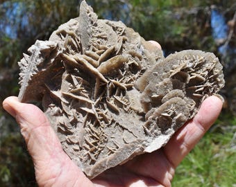 Large DESERT ROSE Mexico * 6x5x3" - .8 Lbs * Natural Selenite Gypsum Mineral Cabinet Specimen * aka Prospector's Ear