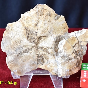 SAND Dollar Fossils: Choice of 10 Authentic Fossilized Echinoderm Specimens * Collectible Christmas or Birthday Gift! * California, USA