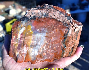 May include: A piece of petrified wood with a polished face displaying layers of red, orange, yellow, and black mineral deposits. The text g4: 6x4x4" - 3 Lbs is printed on the surface of the stone, indicating its dimensions and weight.