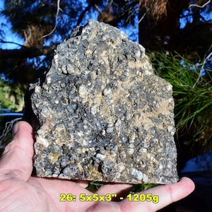 Large Turritella Fossil Gastropod Specimens: Choice of 20 * Fossilized Snails from Utah