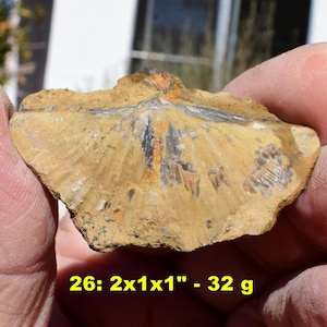 10 Fossil SPECIMENS * Choose EXACT Identified Fossil Pictured * Incl Brachiopods Petrified Wood Clams Mystery Fossils * From U.S.