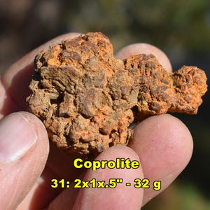 Unique FOSSILS * Choose EXACT Fossil from 10 * incl Coral / Coprolite / Petrified Wood / Brachiopods * Barnacles  * Morocco & U.S.