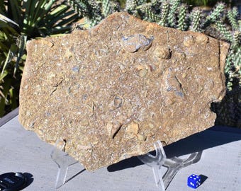 Large FOSSIL Slabs: Choice of 15 * Multiple Marine Fossils incl Crinoids, Coral, Brachiopods, Sponges * Famous Locality Socorro, NM