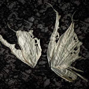 May include: Two off-white, translucent, and textured wing-like structures with frayed edges and visible vein patterns. The wings have irregular, torn-looking holes throughout their surface and are positioned against a black lace fabric background.