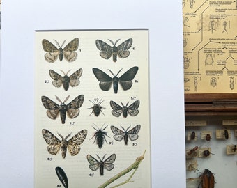 Original bookplate…moth