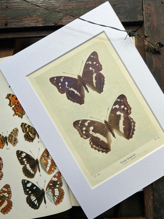 Purple Emperor Butterfly….original bookplate