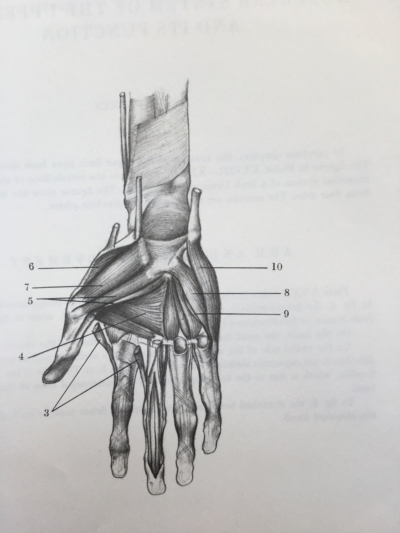 Abductor pollicis мышца. Работа мышц кисти. Тендовагинит сухожилий ладони. Межкостные и червеобразные мышцы кисти. Работа мышц кисти.