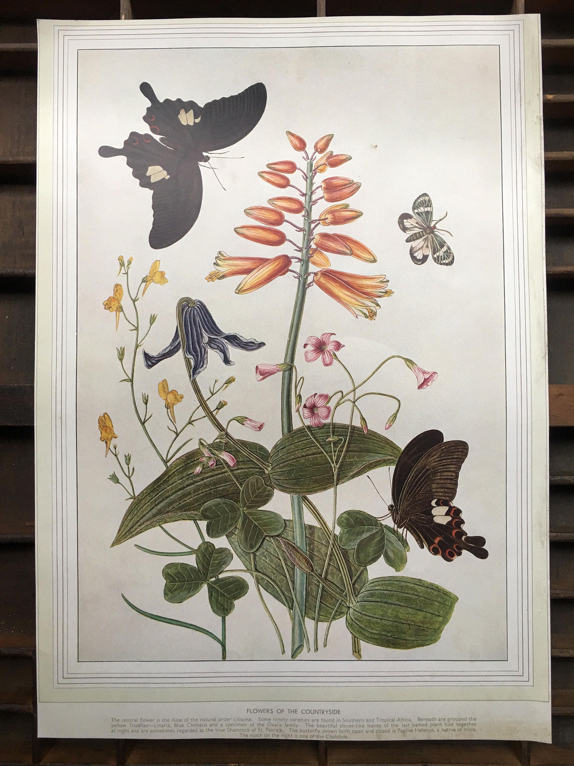 Butterfly and botanical print....