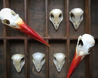 Indonesian Tawny skull...