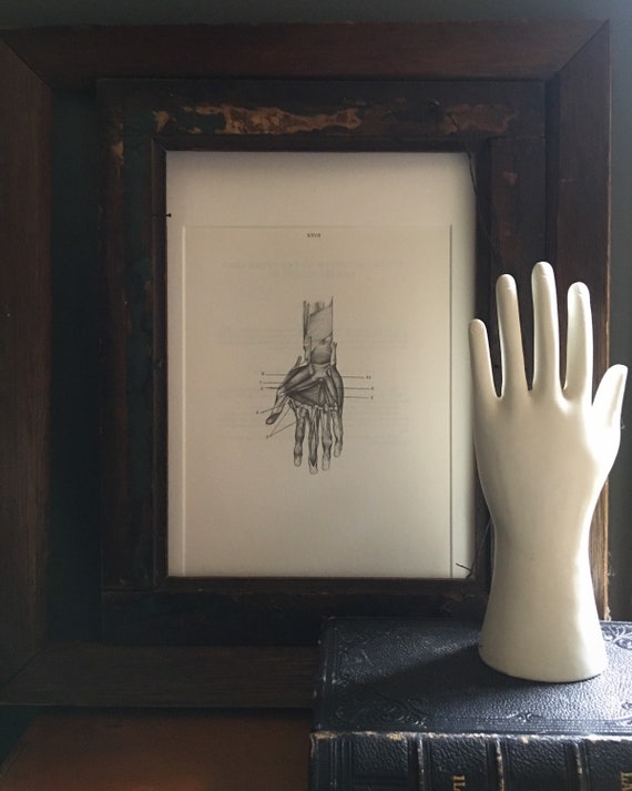 Human Anatomy original book plate...the hand.