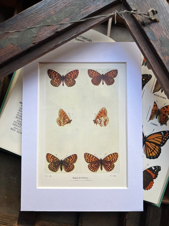 Heath Fritillary Butterfly….original bookplate