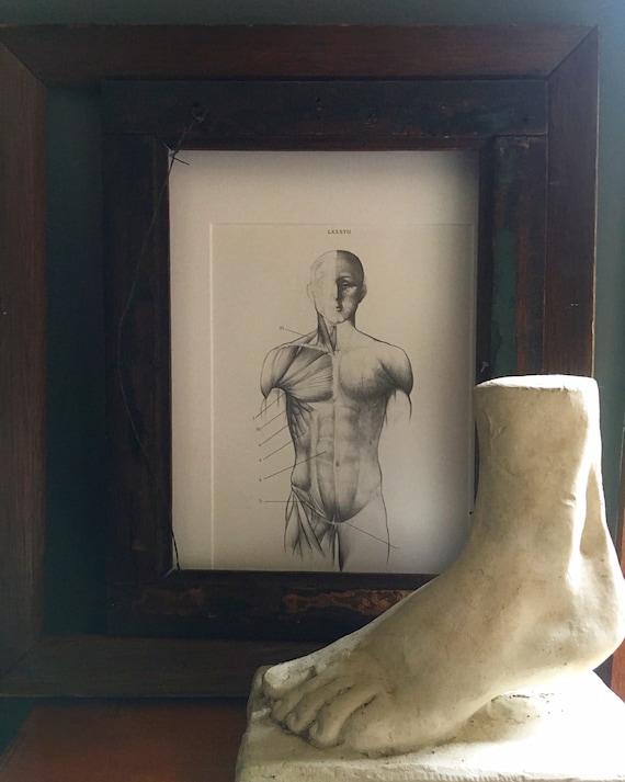 Human Anatomy Original Bookplate-Muscular