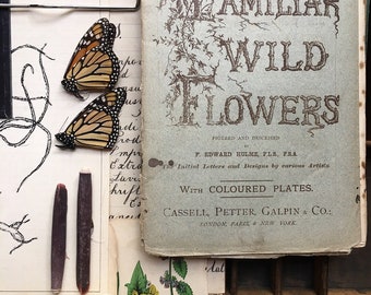 Familiar Wild Flowers..1878