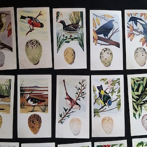 Tea Trading Cards- Lamberts of Norwich-Vögel und ihr volles Ei-Set 0f 25-1961