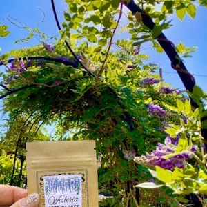 Wisteria Seed Packet