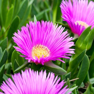 Ice Plant Seeds ground cover brilliant fuchsia blooms 10- 100 seeds Perennial Hardy 4-6 Zone Succulent type plant
