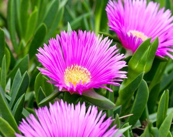 Ice Plant Seeds ground cover brilliant fuchsia blooms 10- 100 seeds Perennial Hardy 4-6 Zone Succulent type plant