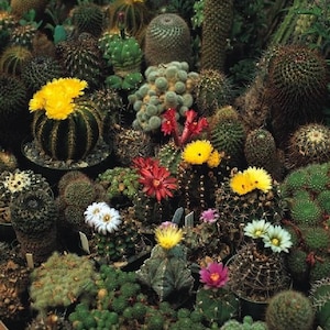 Cactus Seeds Mix - 50 seeds, Succulent