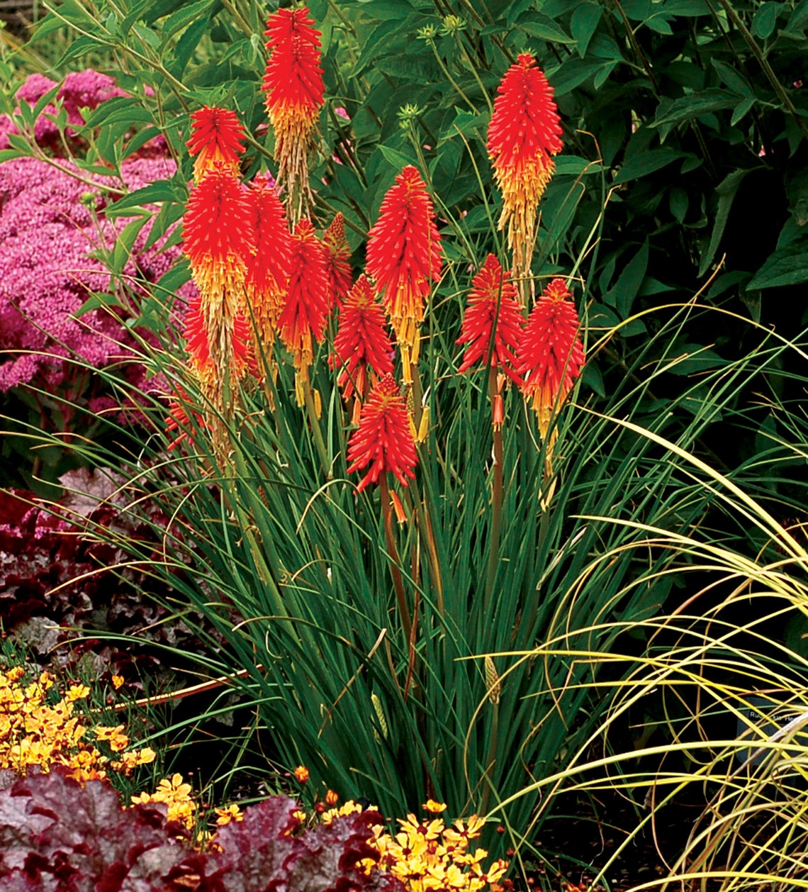 Torch Lily 50 Seeds | Etsy