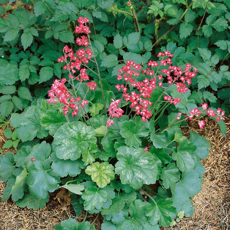 Heuchera Firefly Coral Bells - Thumbnail 2