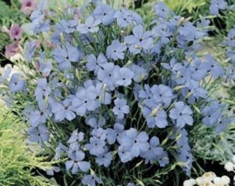 Viscaria Blue Angel flowering Seeds -50 seeds Catchfly Rose of Heaven