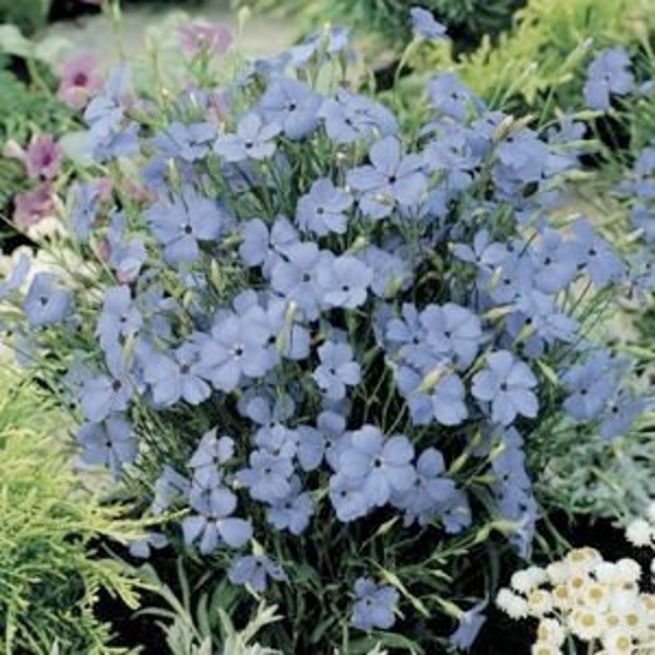 Viscaria Blue Angel flowering Seeds -50 seeds Catchfly Rose of Heaven