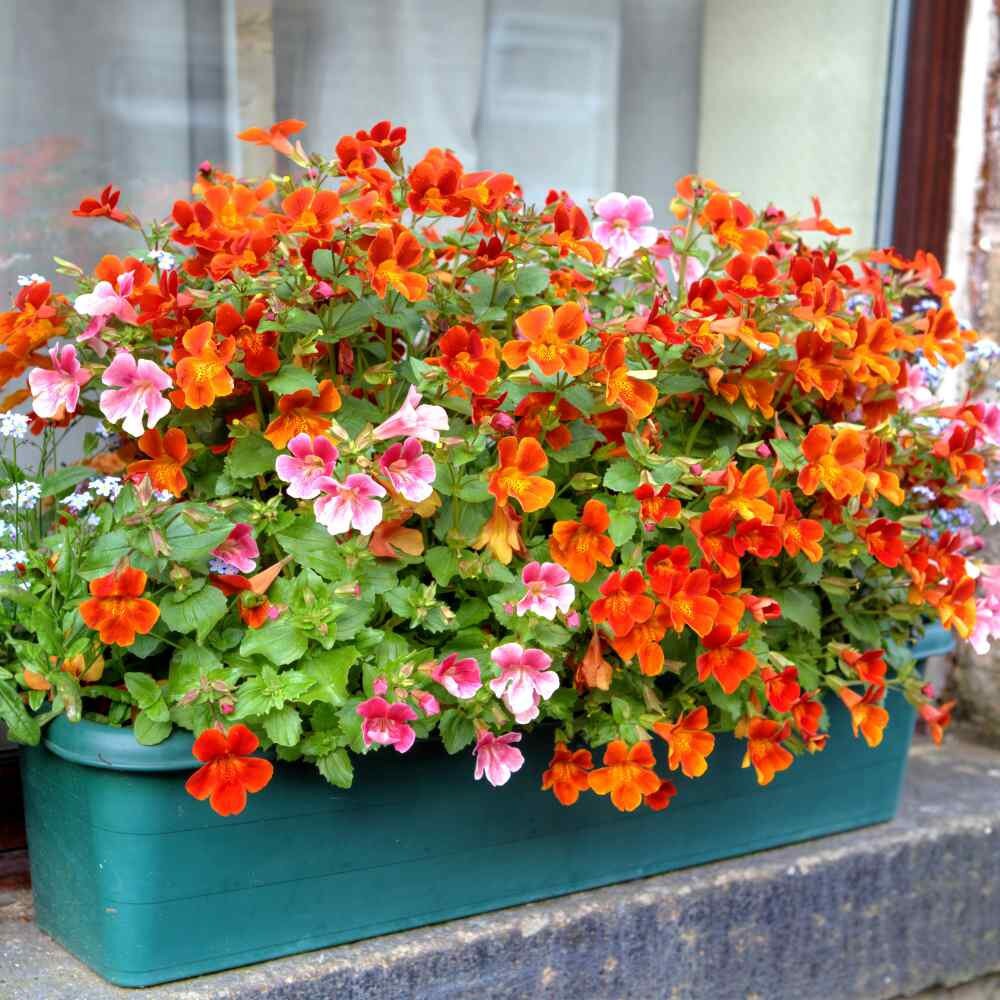 Orange Prince seed only 75 cents Shipping on single or multiple items Nemesia Strumosa