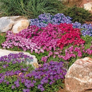 Rock Cress Mix - Aubrieta-seeds Perennial 4-9 zone hardy small flowering plant seeds ground cover Beautiful Spring flowers
