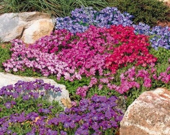 Rock Cress Mix - Aubrieta- 50 seeds Perennial 4-9 zone hardy small flowering plant seeds ground cover