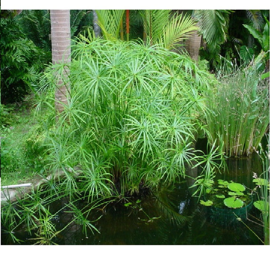 Umbrella Palm Tree 50 seeds Cyperus Alternifolius tropical Etsy
