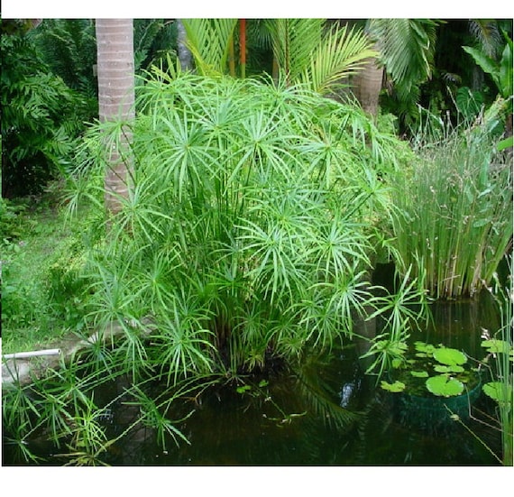 50 Seeds Cyperus Alternifolius Bonsai Plant Tree House Herb Garden Flower Decor 50 Seeds Cyperus Alternifolius Bonsai Plant Tree House Herb Garden Flower Decor