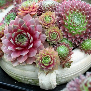 Sempervivum Seeds - Species Mix, SUCCULENT Seeds, Known as Hens and Chicks Succulent Seeds - 50 -1000 seeds Mixed Perennial hardy 3-10  zone