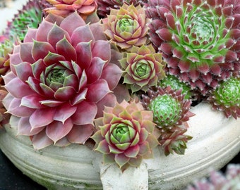 Sempervivum Seeds - Species Mix, SUCCULENT Seeds, Known as Hens and Chicks Succulent Seeds - 50 -1000 seeds Mixed Perennial hardy 3-10  zone