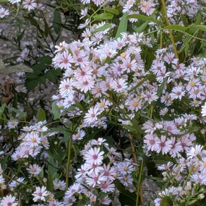 May include: A close-up of a cluster of small, light purple flowers with yellow centers. The flowers have delicate petals and are surrounded by green leaves and stems. The image is well-lit, showcasing the natural beauty of the blossoms.