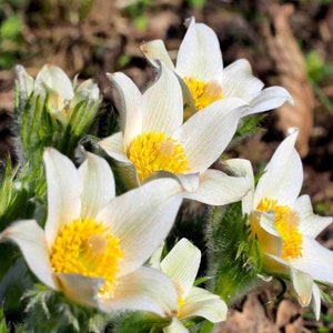 May include: Close-up of several white flowers with yellow centers. The petals are delicate and slightly ruffled, with a soft texture. The flowers are surrounded by green foliage and appear to be in a natural outdoor setting. The overall impression is one of springtime and natural beauty.