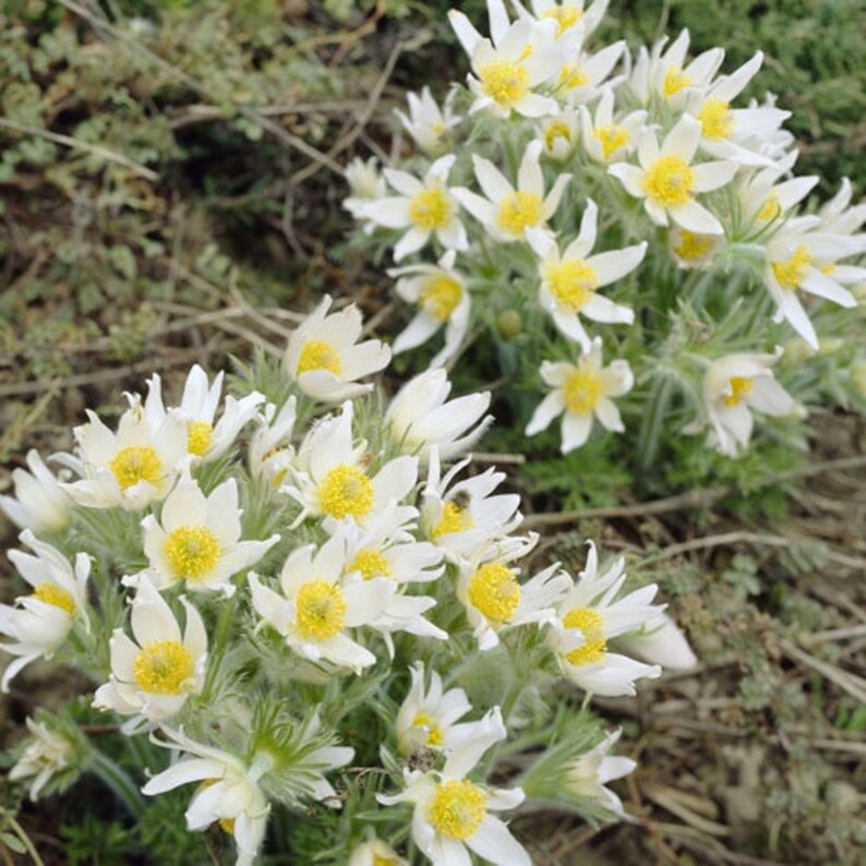 May include: Close-up of several clusters of white flowers with yellow centers. The flowers have multiple petals and are surrounded by green foliage. The image is taken outdoors in natural light.