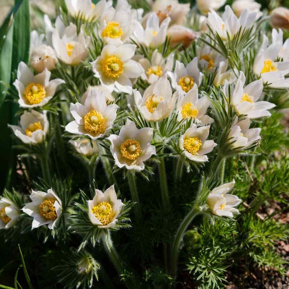 Anemone White- 25 Seeds -garden flowering plant seed-perennial -12" Gardening seed Fall sowing white flowers - Crocus like flowers