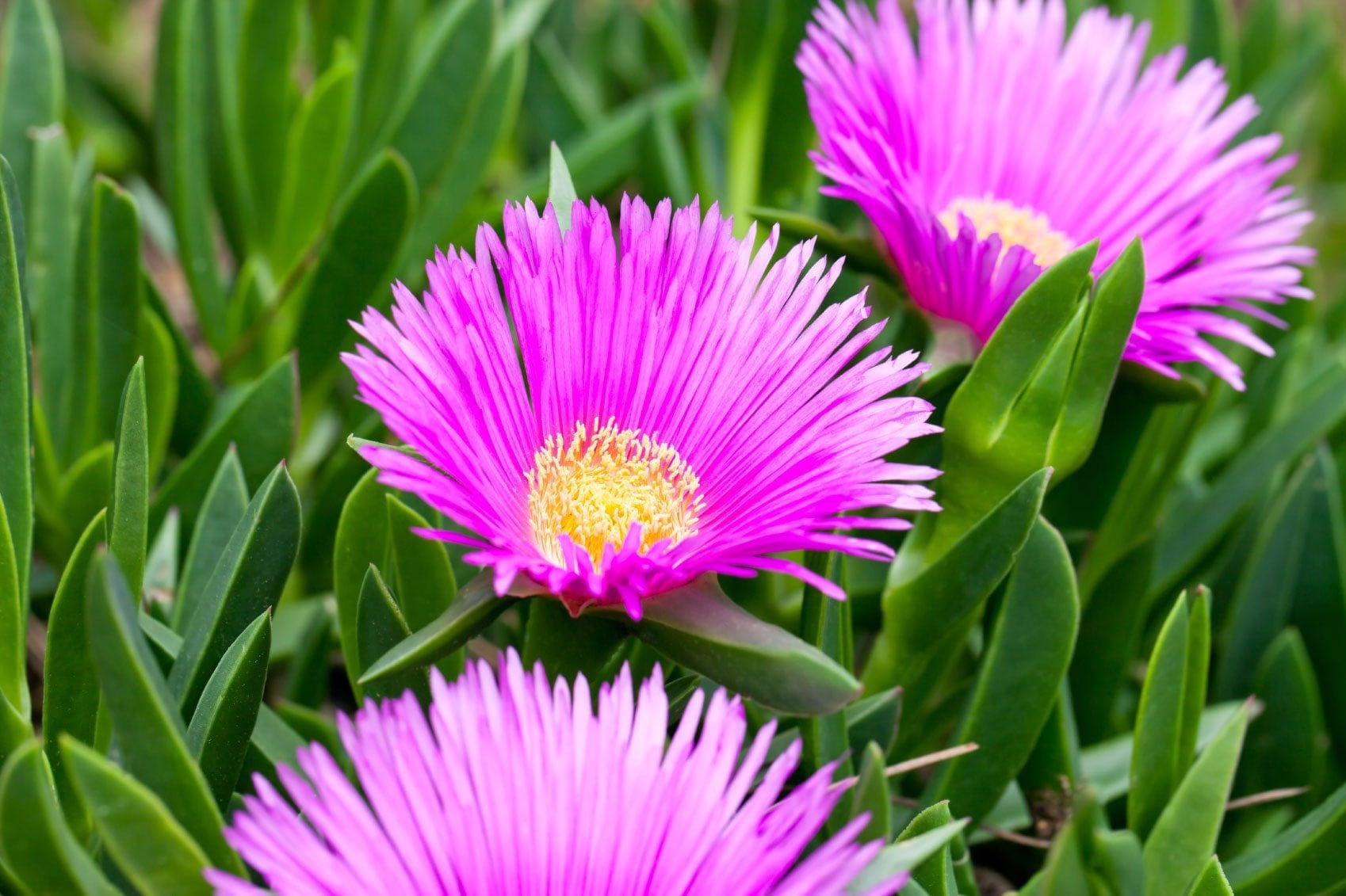 Ice Plant Seeds 50 Seeds Etsy