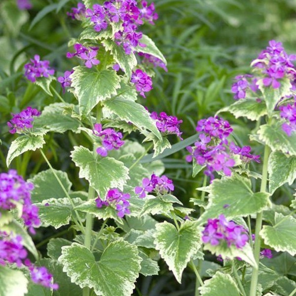 Variegated-Lunaria Annua Money plant, honesty, Silver dollar Seeds - 10 Seeds Purple flowers in spring and papery seed pod Biennial zone 4-8