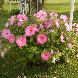 Hibiscus Dinner Plate Pink 25 - 250 seeds Flowering Plant seeds -perennial Beautiful garden plant Hardy Big Flowers blooms