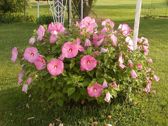 Hibiscus Dinner Plate Pink 25 - 250 Seeds Flowering Plant Seeds
