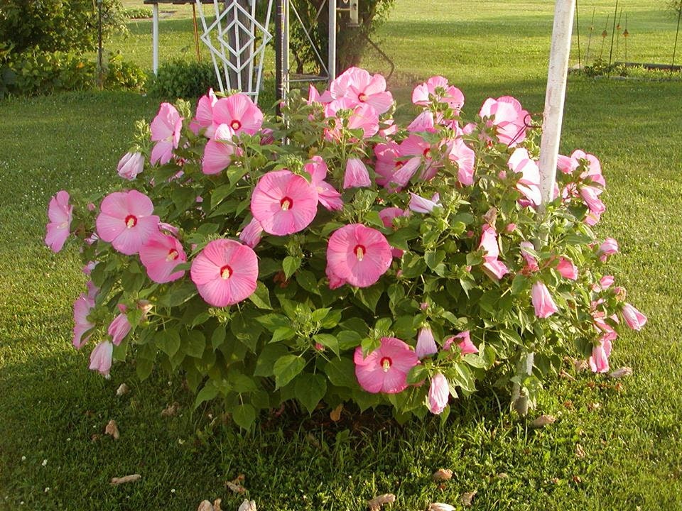 あ*ぺ様 新春価格　ミナペルホネン＊スクエアボストン＊rosy ピンク＋chou Hibiscus Dinner Plate Pink 25 - 250 Seeds Flowering Plant Seeds
