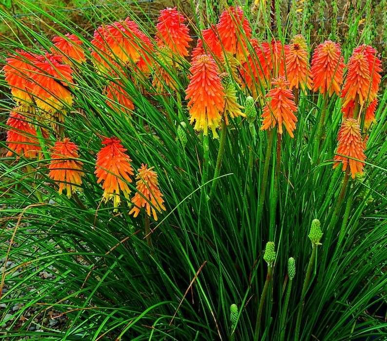 Torch Lily 50 Seeds Etsy